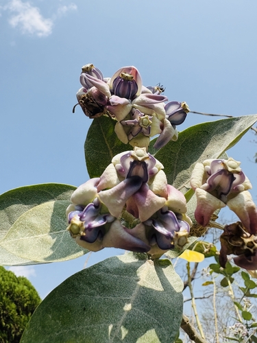 crown flower