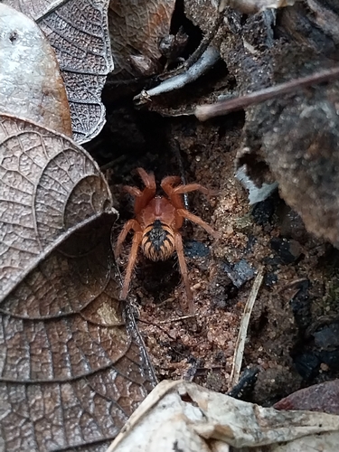 Devicarina guidonae