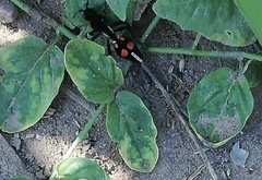 Traumatomutilla alhuampa