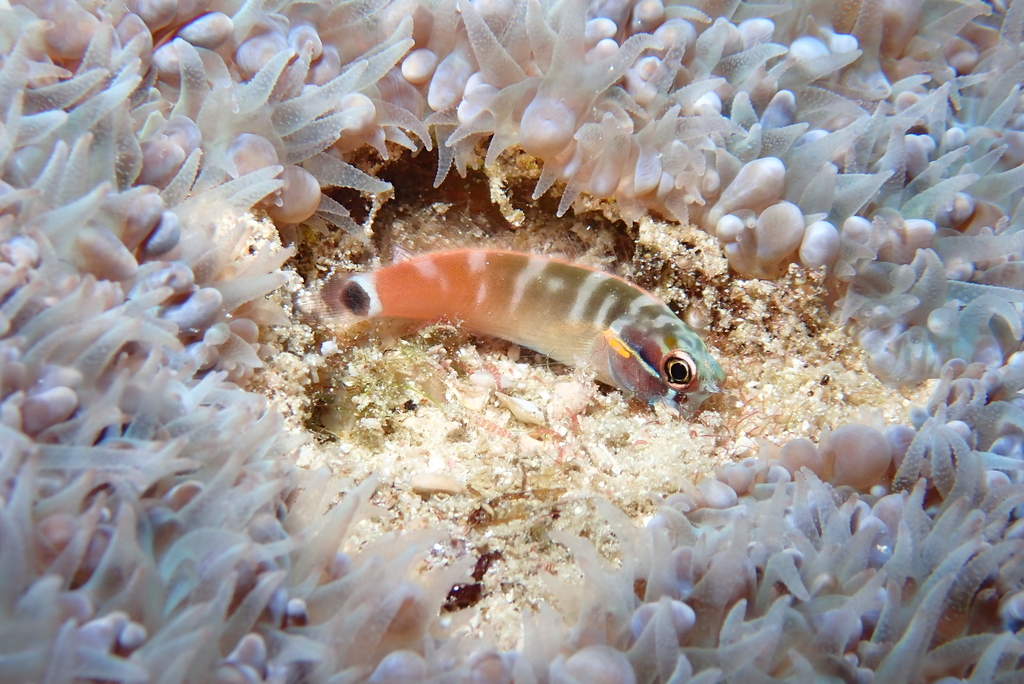 Tailspot blenny (Ecsenius stigmatura) — Blenniidae