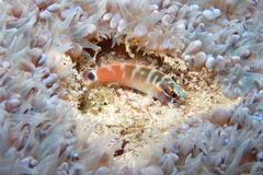 Tail-Spot Combtooth Blenny photo 2