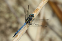 Orthetrum boumiera