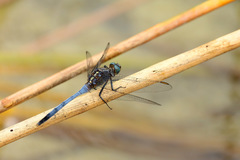 Orthetrum boumiera
