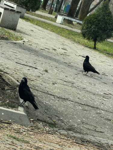 Rook