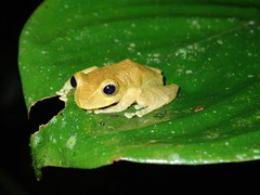 Pristimantis nyctophylax