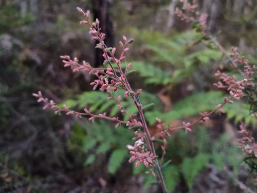 Thyme beard-heath (Leucopogon thymifolius)