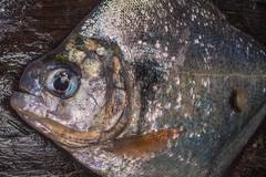 Wimple Piranha photo 3