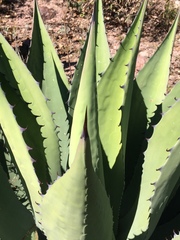 Agave durangensis