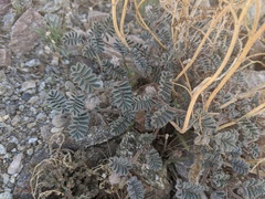 Dalea mollissima