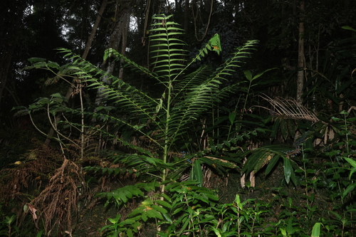 pencil cedar (Polyscias murrayi)