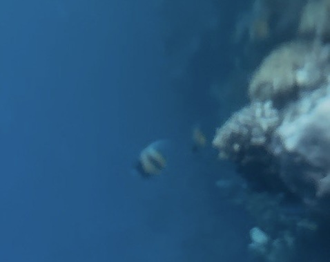 Heniochus intermedius