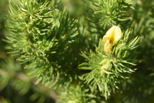 Eastern Capegorse (Aspalathus setacea)