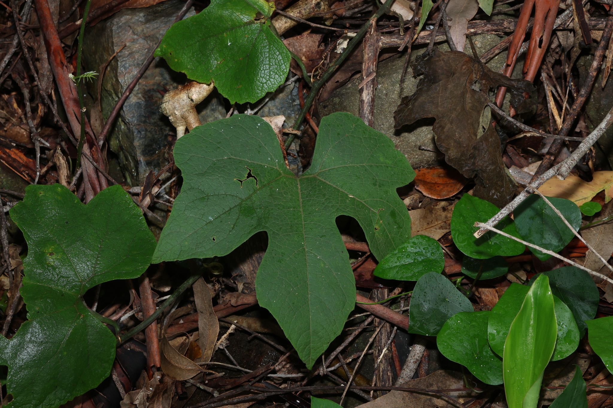 Silky Cucumber (Trichosanthes subvelutina)