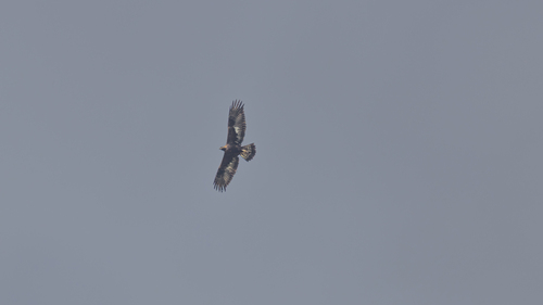 Avistamiento Águila real (Sierra Nevada)