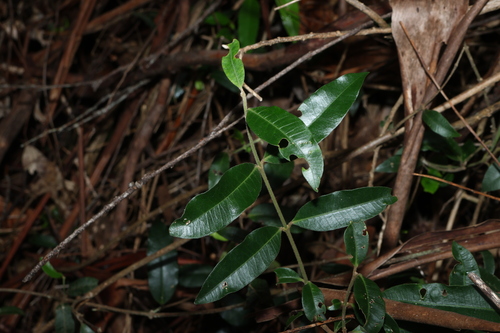 Hairy bellbird vine (Melodinus acutiflorus)