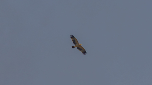 Avistamiento Águila imperial ibérica