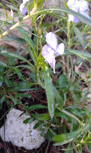 Viola arborescens image