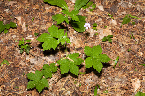 Knotted Crane's-bill (Geranium nodosum)