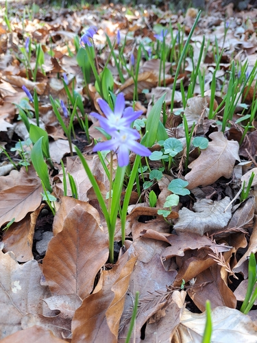 Scilla luciliae