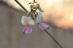 Coursetia ferruginea