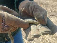 Thamnophis sirtalis semifasciatus