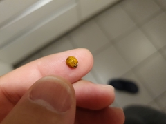 Harmonia axyridis