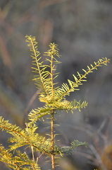 Taxus canadensis