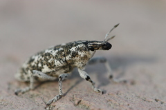 Cyphocleonus achates