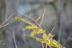 Taxus canadensis