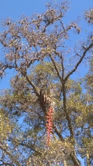 Tillandsia prodigiosa