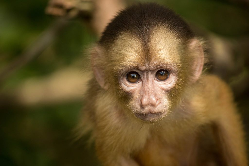 Spix's White-Fronted Capuchin