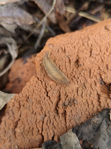 Rathouisia sinensis