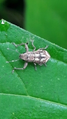 Parapantomorus fluctuosus