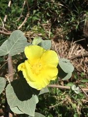 Gossypium tomentosum