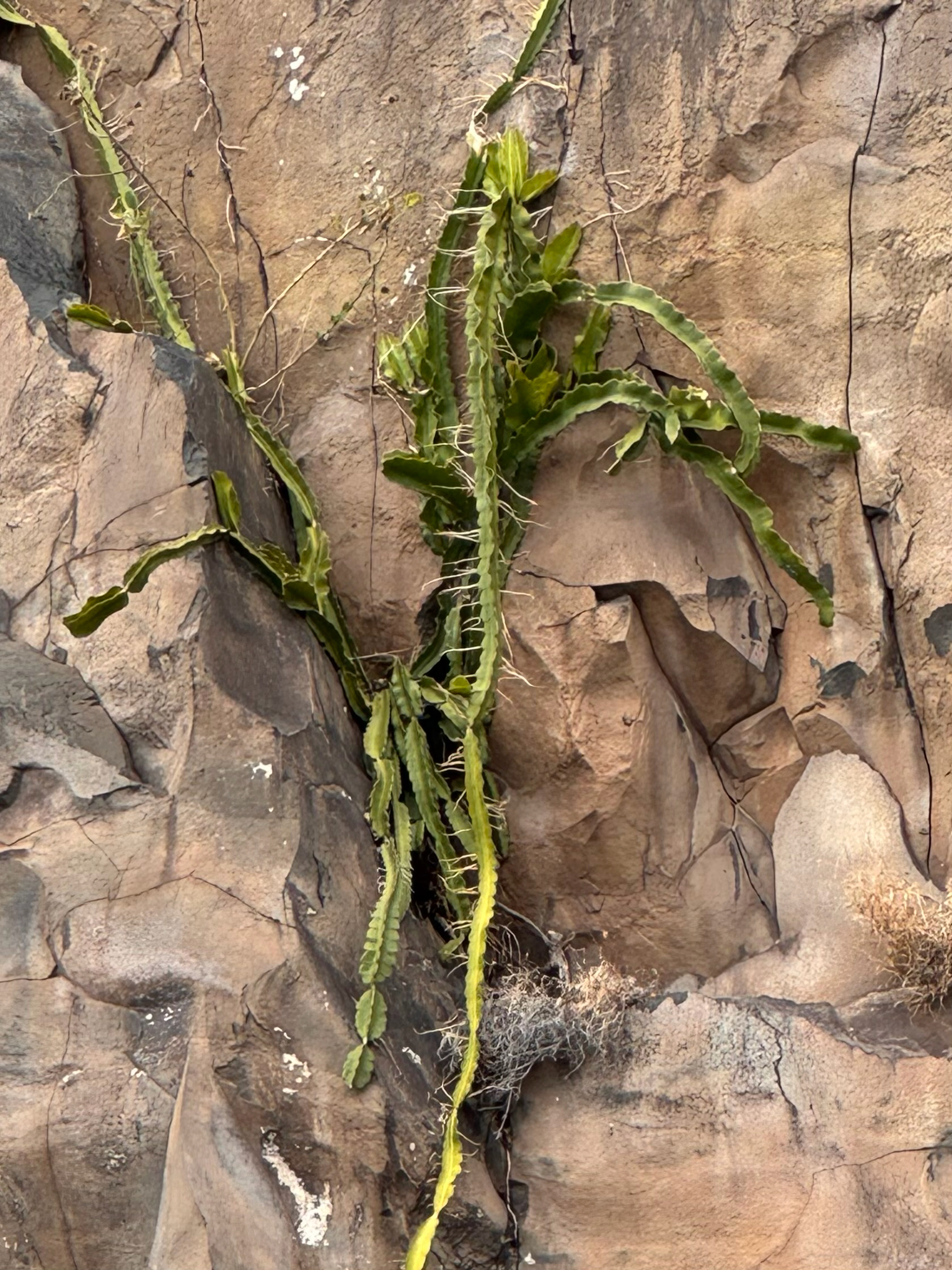 Selenicereus undatus