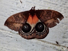 Automeris postalbida