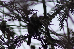 Thryomanes bewickii