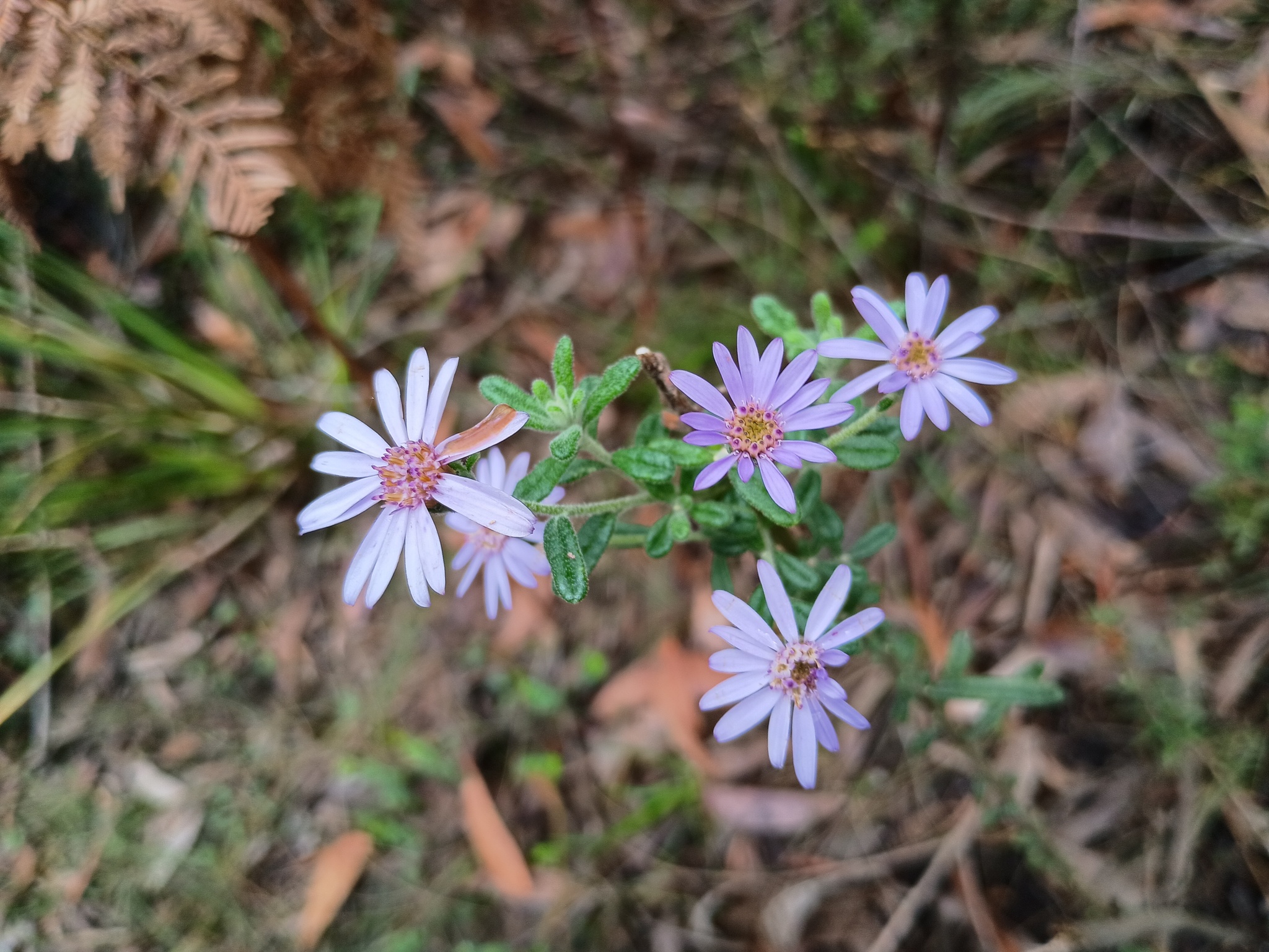 Olearia asterotricha
