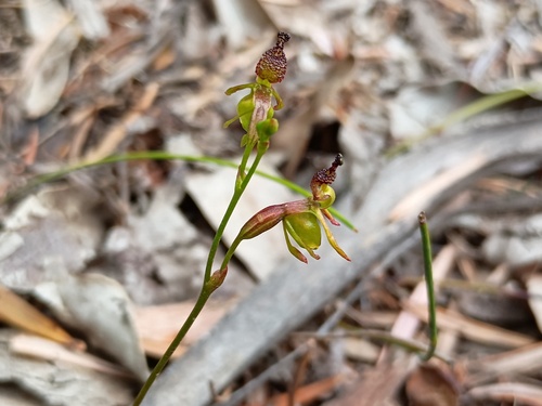 Small Duck Orchid (Caleana minor)