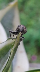 Parapantomorus fluctuosus