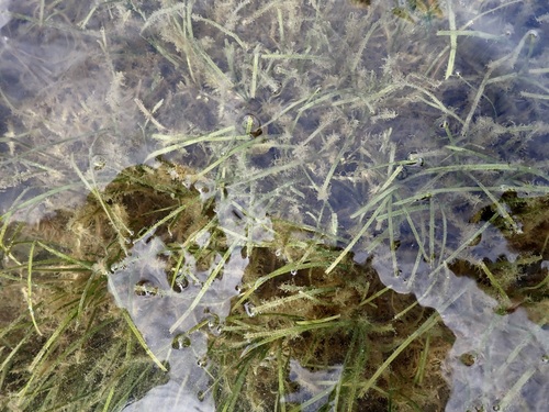 Zostera capricorni observed 2026-03-05