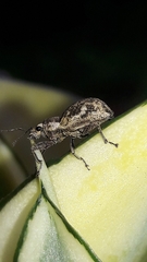 Parapantomorus fluctuosus