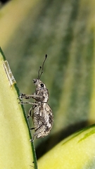 Parapantomorus fluctuosus