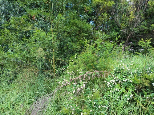 Parramatta Green Wattle (Acacia parramattensis)