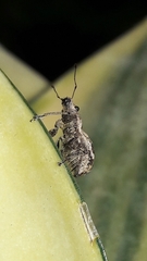 Parapantomorus fluctuosus