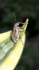 Parapantomorus fluctuosus