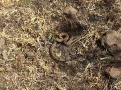 Crotalus polystictus