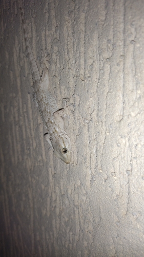 Moorish Gecko