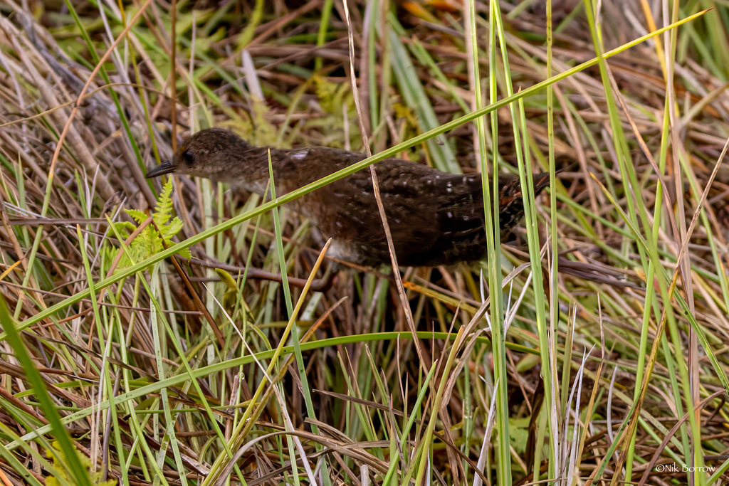 Slender-billed Flufftail (Sarothrura watersi) photo