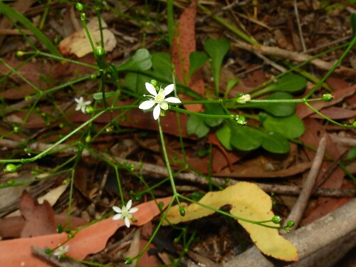 Macarthuria neocambrica (Macarthuria neocambrica)